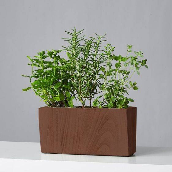 Mini Herb Garden Trio: Mint, Oregano, Rosemary
